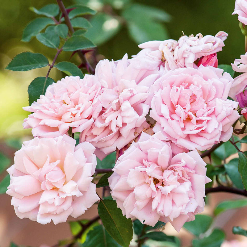 Climbing Rose Plant 'Albertine'