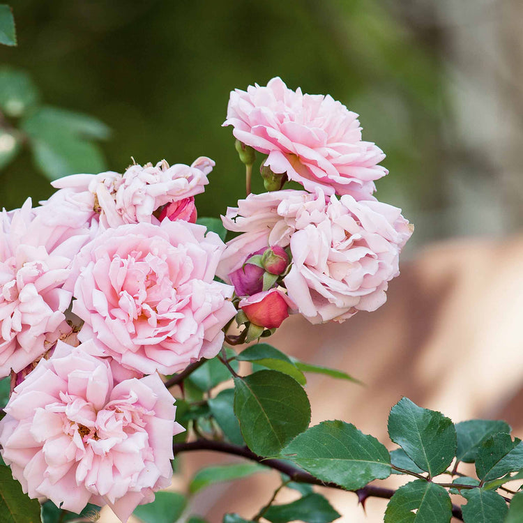 Climbing Rose Plant 'Albertine'