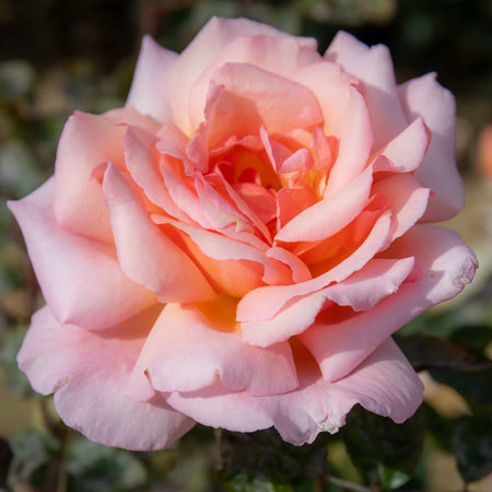 Climbing Rose Plant 'Compassion'