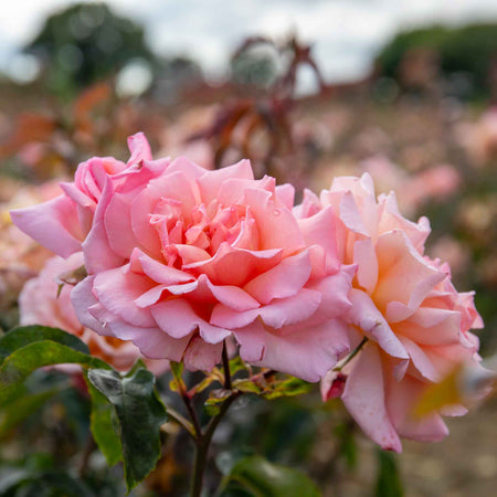 Climbing Rose Plant 'Compassion'