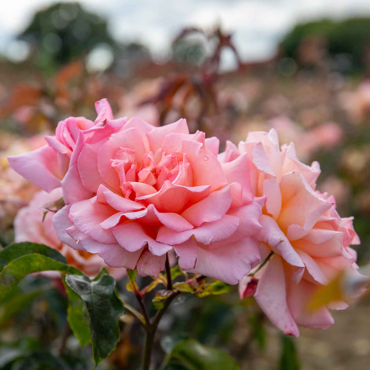 Climbing Rose Plant 'Compassion'