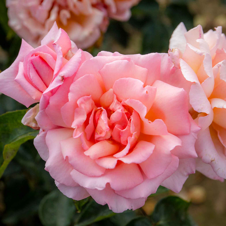 Climbing Rose Plant 'Compassion'