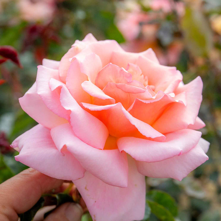 Climbing Rose Plant 'Compassion'