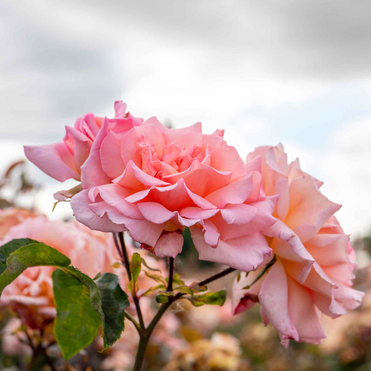 Climbing Rose Plant 'Compassion'