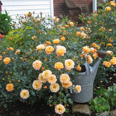 Flower Carpet Rose Collection