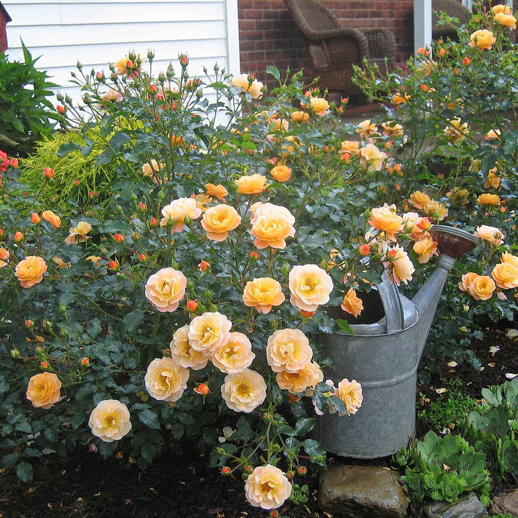 Flower Carpet Rose Collection