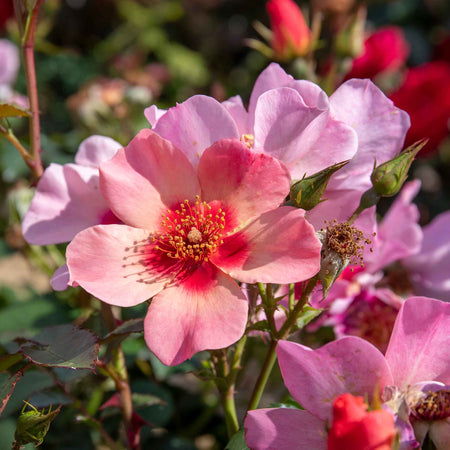 Rose Bush Plant 'For Your Eyes Only'