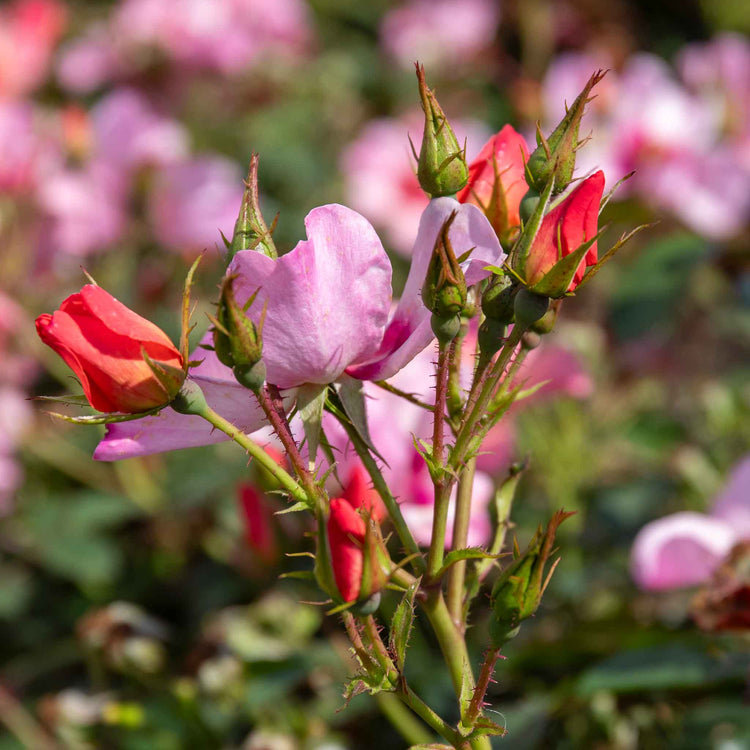 Rose Bush Plant 'For Your Eyes Only'