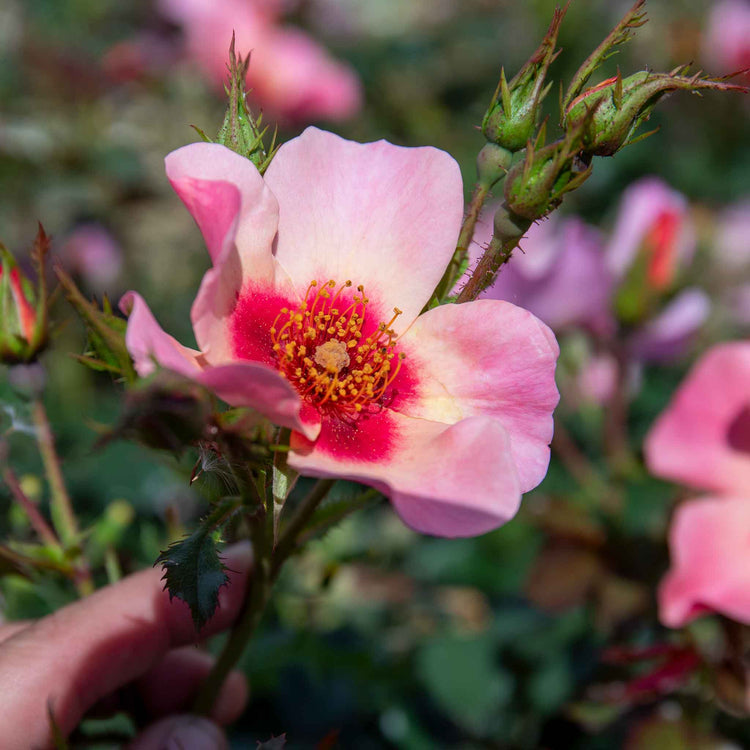 Rose Bush Plant 'For Your Eyes Only'