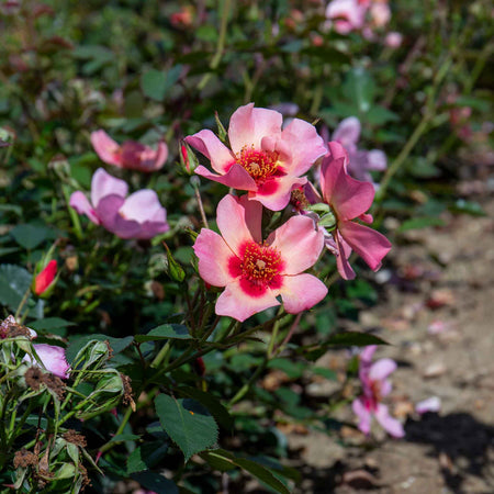 Rose Bush Plant 'For Your Eyes Only'