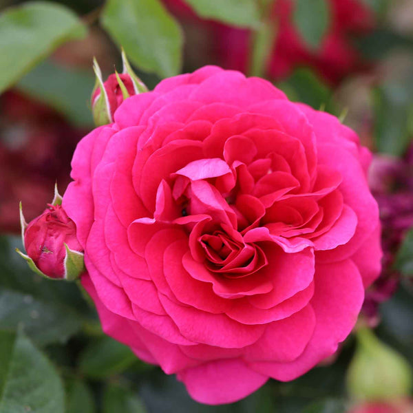 Rose Bush Plant 'Truly Loved'