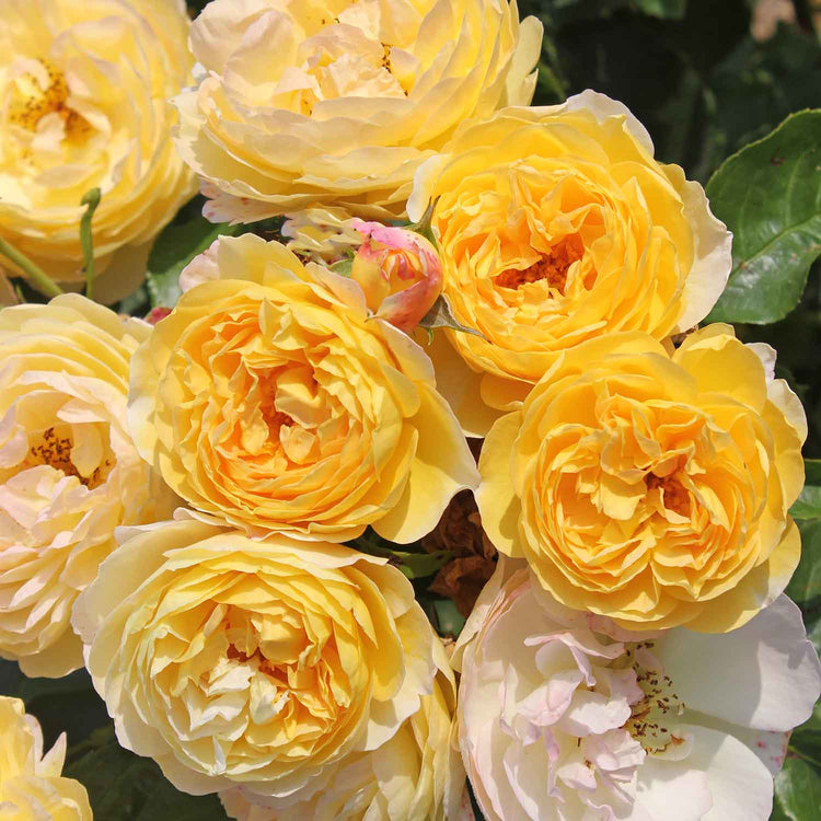 Rose Bush 'Belle De Jour'