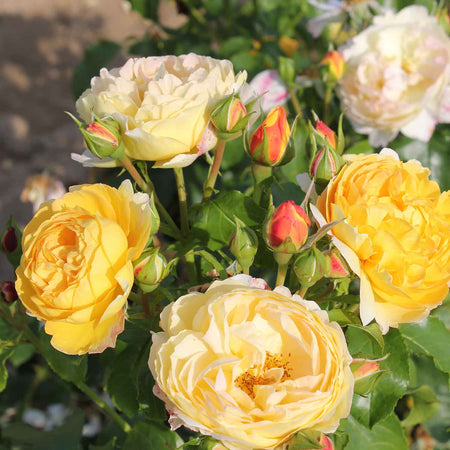 Rose Bush 'Belle De Jour'