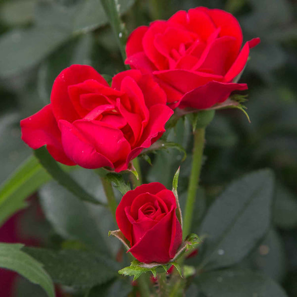 Rose Bush Plant 'Zepeti'