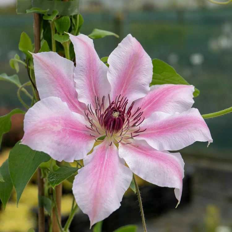 Clematis Plant 'Nelly Moser'