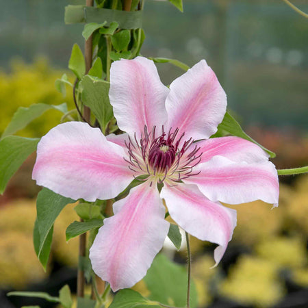 Clematis Plant 'Nelly Moser'