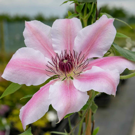 Clematis Plant 'Nelly Moser'