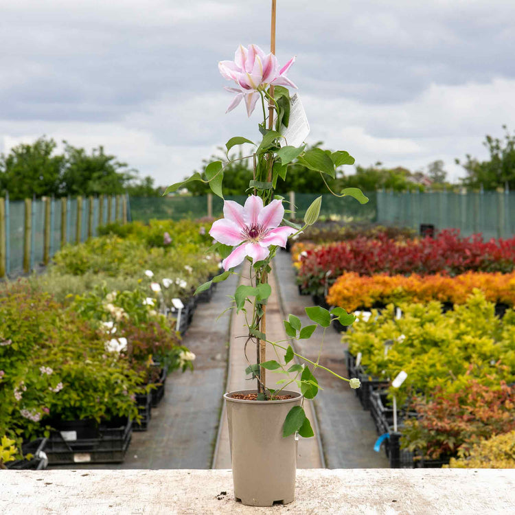 Clematis Plant 'Nelly Moser'