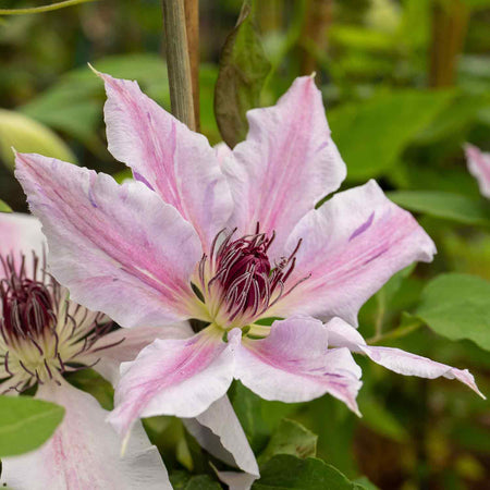 Clematis Plant 'Nelly Moser'