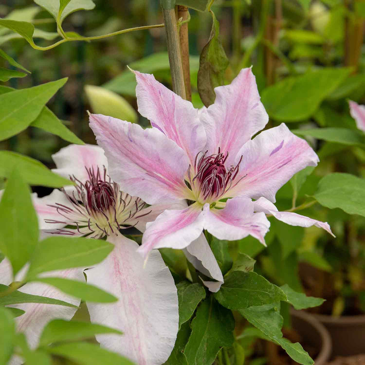 Clematis Plant 'Nelly Moser'