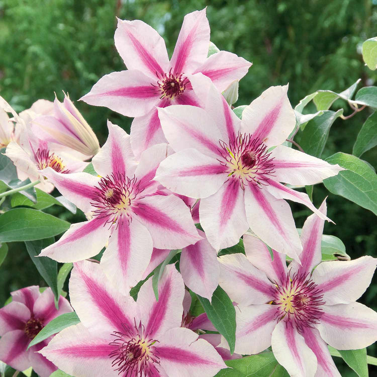 Clematis Plant 'Nelly Moser'