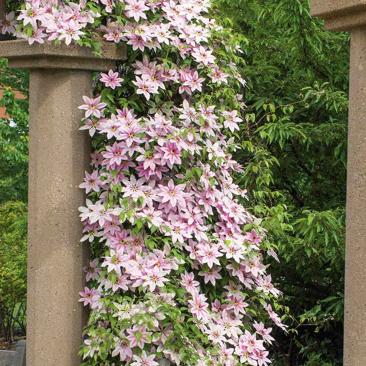 Clematis Plant 'Nelly Moser'