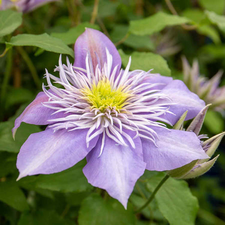 Clematis Plant 'Crystal Fountain'