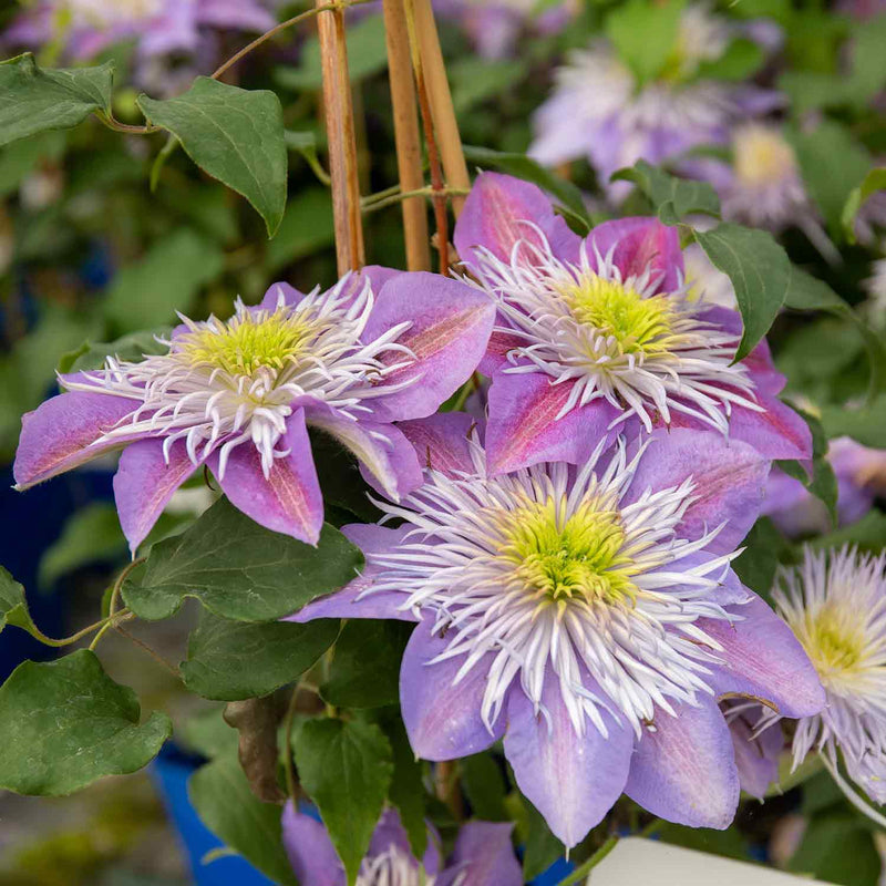 Clematis Plant 'Crystal Fountain'