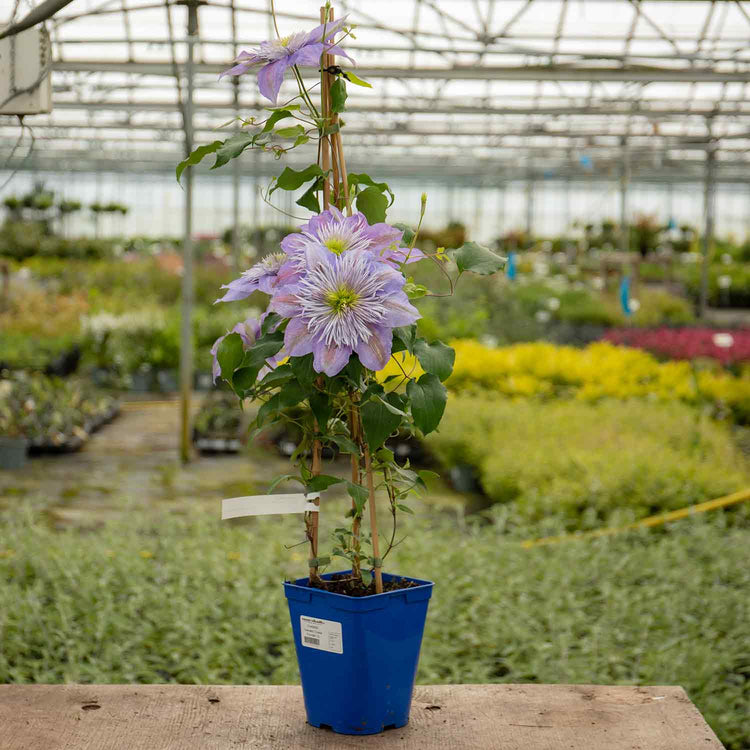 Clematis Plant 'Crystal Fountain'