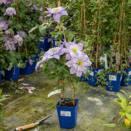 Clematis Plant 'Crystal Fountain'