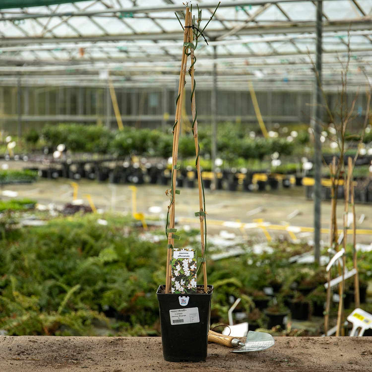 Jasmine Plant 'Officianale'