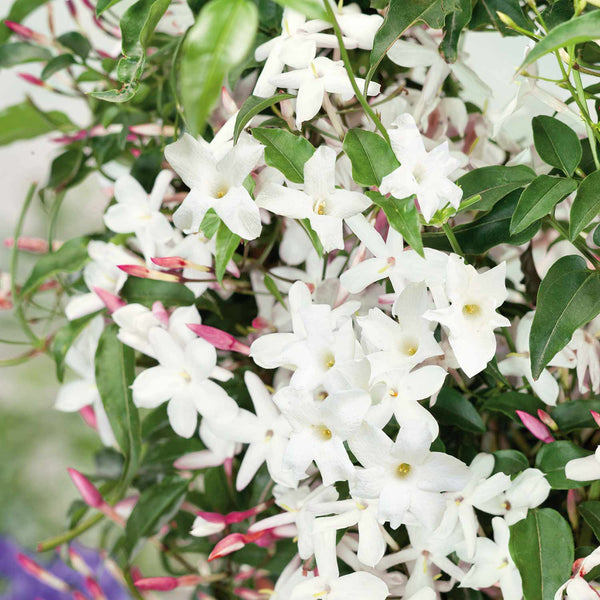 Jasmine Plant 'Officianale'