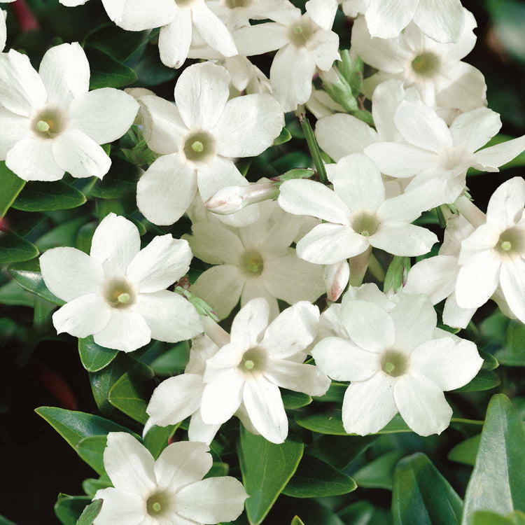 Jasmine Plant 'Officianale'