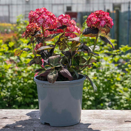 Hydrangea macrophylla Plant 'Miss Saori'