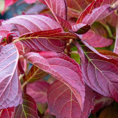 Hydrangea macrophylla Plant 'Miss Saori'