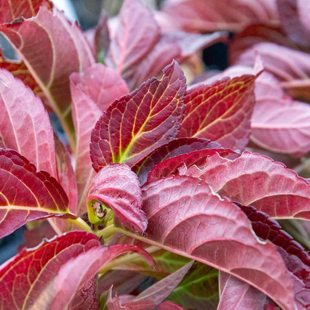 Hydrangea macrophylla Plant 'Miss Saori'