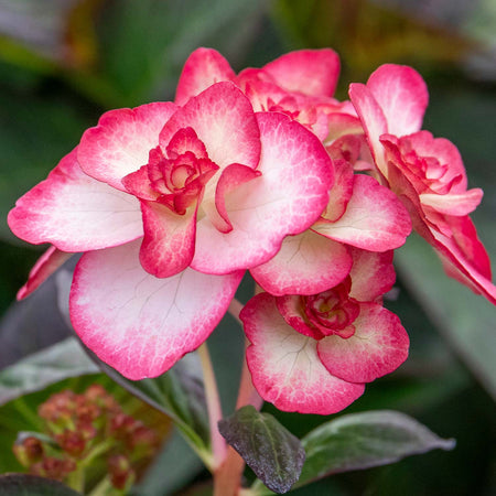 Hydrangea macrophylla Plant 'Miss Saori'