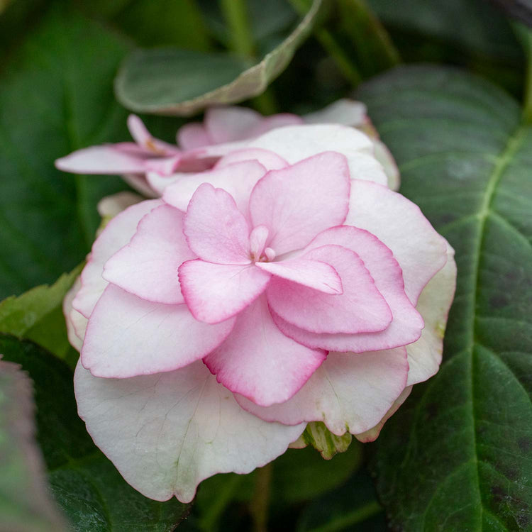 Hydrangea macrophylla Plant 'Miss Saori'