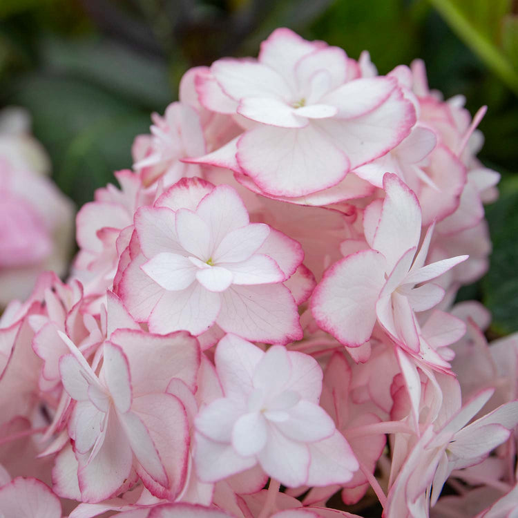 Hydrangea macrophylla Plant 'Miss Saori'