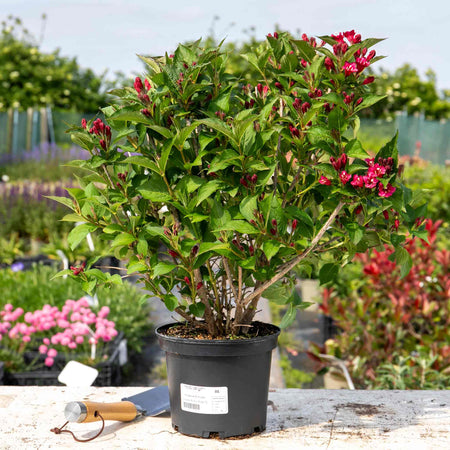 Weigela Plant 'Bristol Ruby'