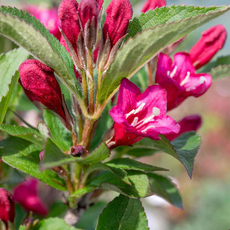 Weigela Plant 'Bristol Ruby'