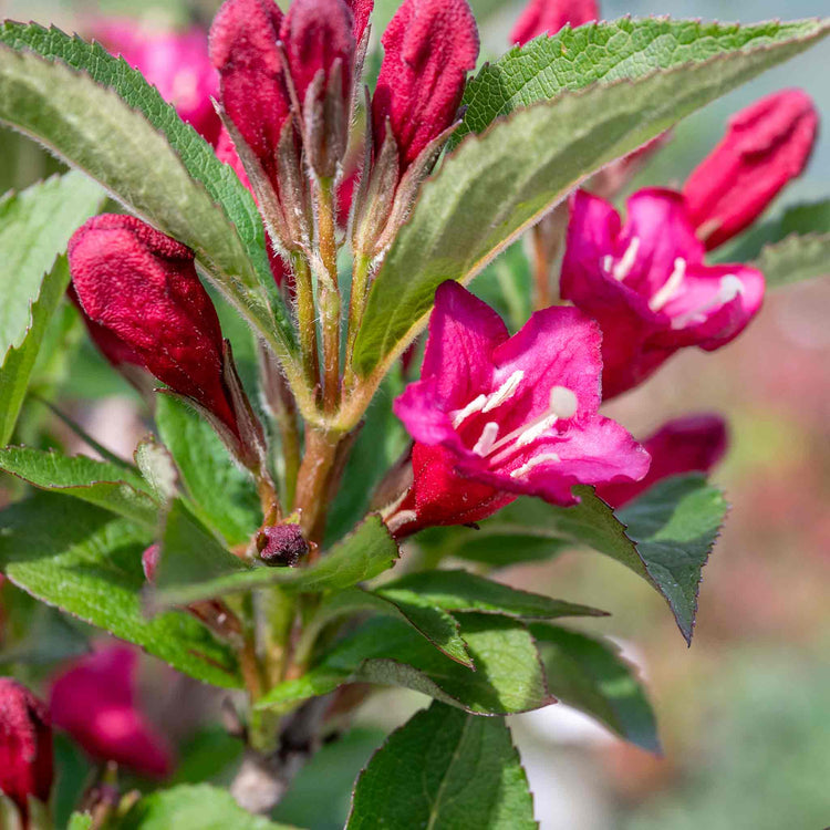 Weigela Plant 'Bristol Ruby'