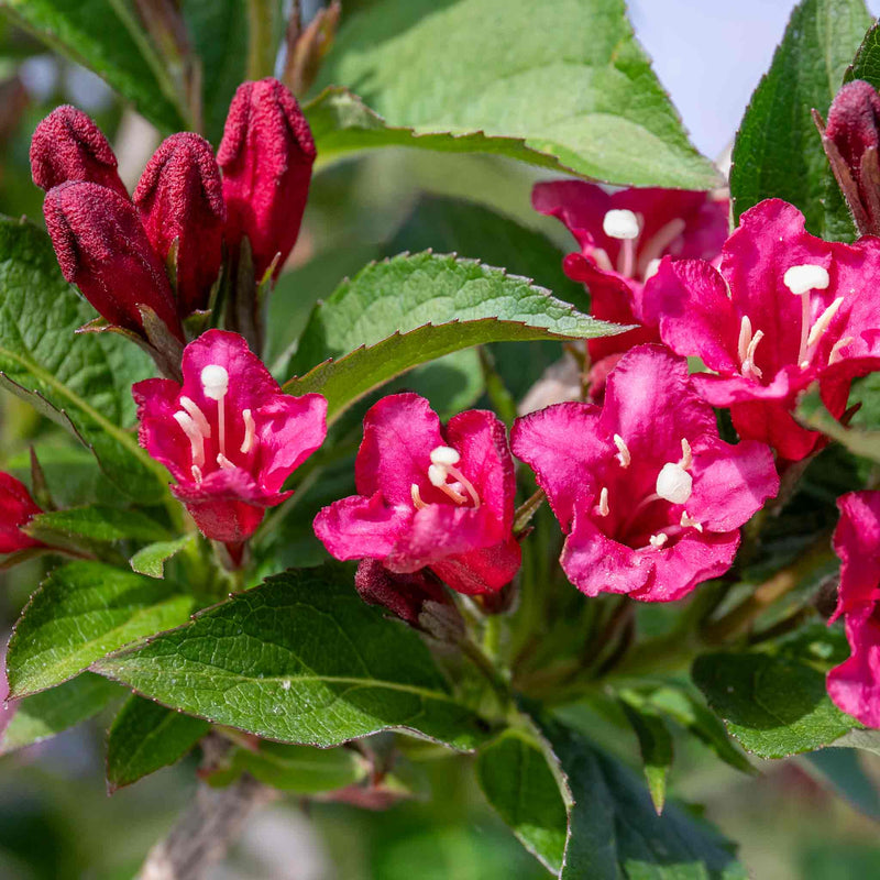 Weigela Plant 'Bristol Ruby'