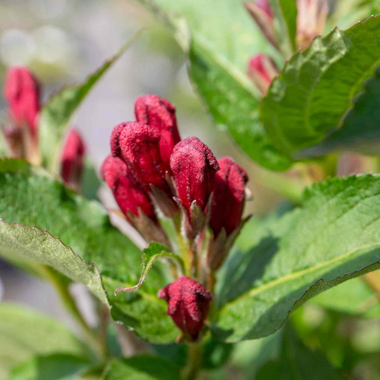 Weigela Plant 'Bristol Ruby'
