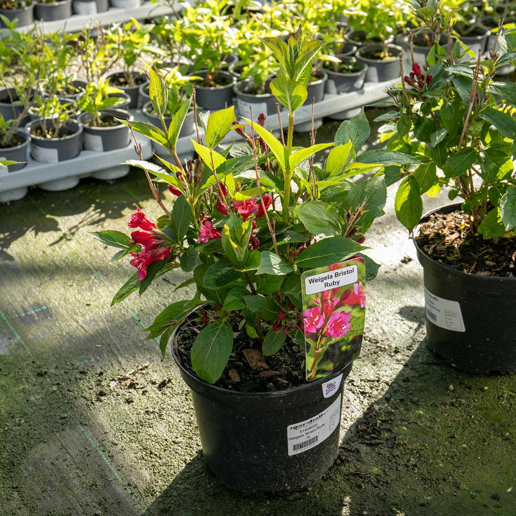 Weigela Plant 'Bristol Ruby'