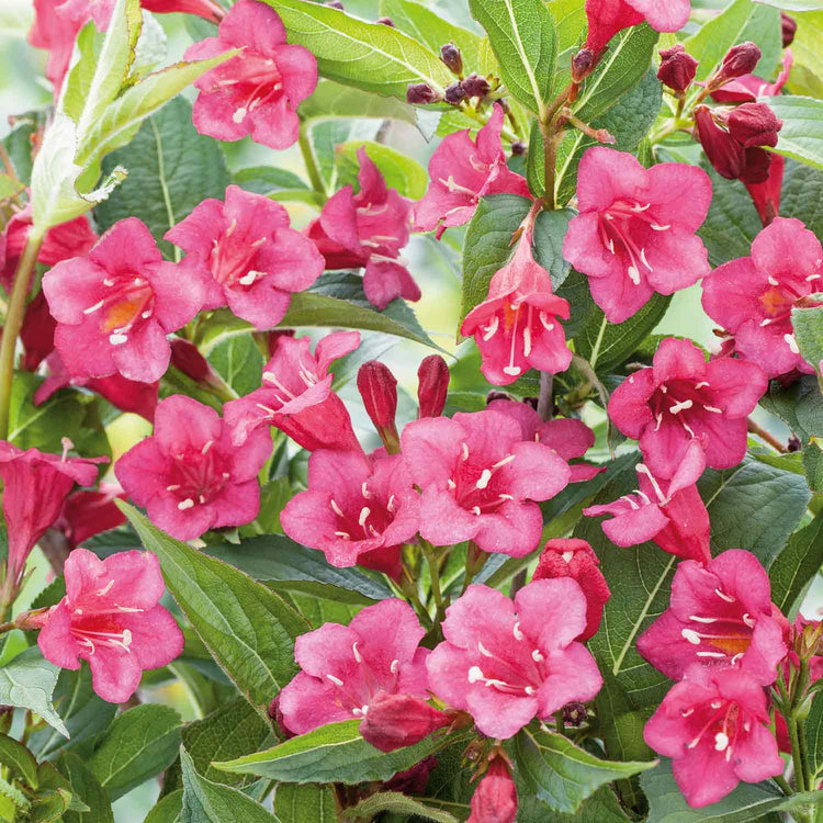 Weigela Plant 'Bristol Ruby'