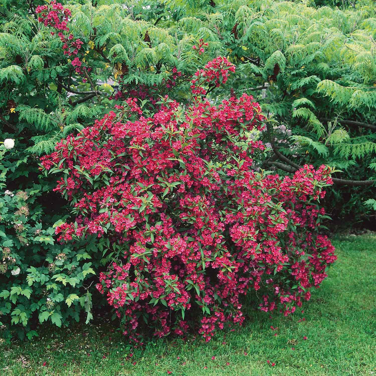 Weigela Plant 'Bristol Ruby'