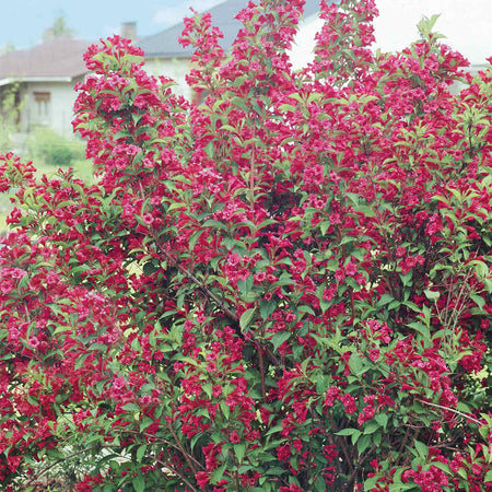 Weigela Plant 'Bristol Ruby'