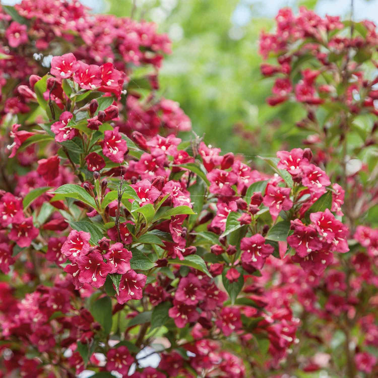 Weigela Plant 'Bristol Ruby'