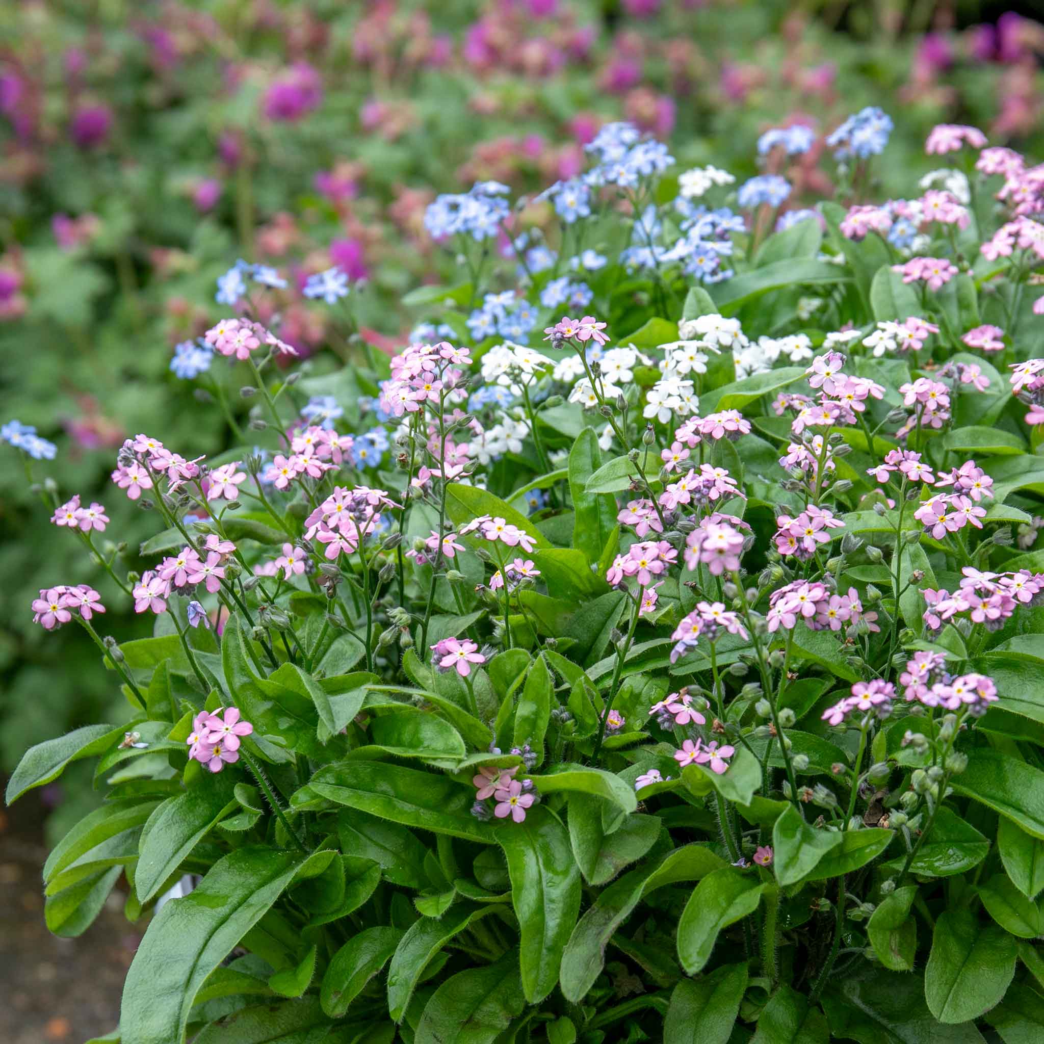 Myosotis Plant 'Mon Amie Mixed' | Marshalls Garden